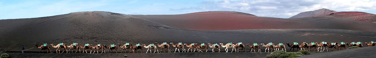 Camellos en Timanfaya
