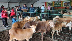 Los mejores ejemplares de las distintas cabañas de Lanzarote.