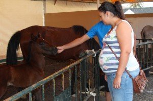 La cabaña equina presente en Uga. 
