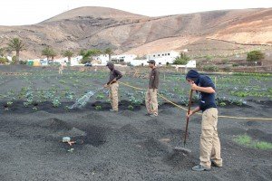 Los jóvenes que se forman y trabajan en la iniciativa Agricultura Integral y Empleo en la Comarca Sur entregan su cosecha a Servicios Sociales. 