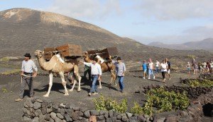 La Geria es un paisaje único en el mundo.
