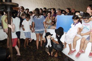 Turistas fascinados contemplan y participan de la vendimia tradicional, disfrutan del folklore canario y acompañan a vecinos de Yaiza y Lanzarote en los actos de honra a la Virgen de La Caridad Turistas de distintos países rendidos a la cultura vitivinícola insular, es la lectura que deja la participación de los más de 1.500 visitantes que entre miércoles y jueves gozaron en los actos festivos en honor a la Virgen de La Caridad, sin duda, atraídos por la espectacularidad del Paisaje Protegido de La Geria y el interés que despierta año tras año la vendimia con camellos y el pisado de la uva a la usanza tradicional en Bodega La Geria.