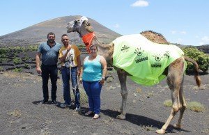 Reivindican la importancia histórica del camello en la construcción del paisaje Protegido de La Geria.