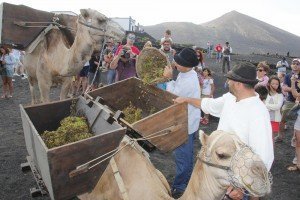Turistas y vecinos de Lanzarote rememoran viejas cosechas de uva el Día Grande de las Fiestas de La Caridad. El folklore canario anima este homenaje al sector primario organizado por el Ayuntamiento de Yaiza.