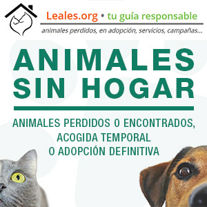 animales sin hogar