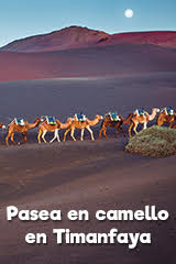 paseo camellos